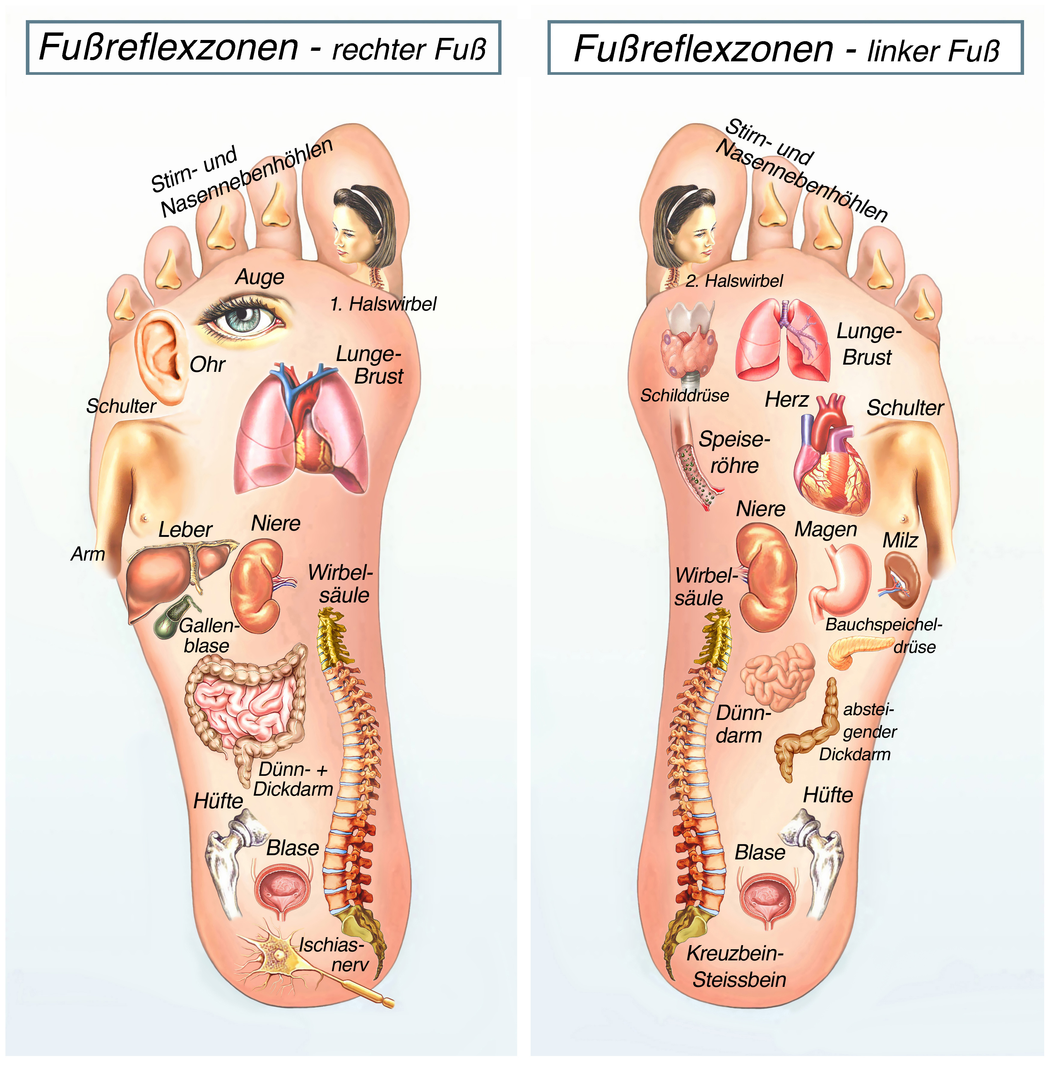 Landkarte der Fußreflexzonen mit Bildern und Beschriftung